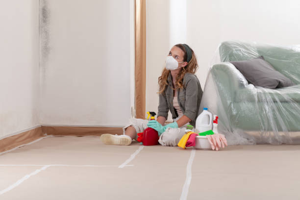 Trusted Black Mold Removal service in Jarrettsville, MD - WQB Mold Removal